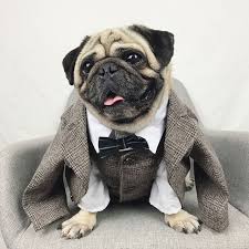 Dog suit